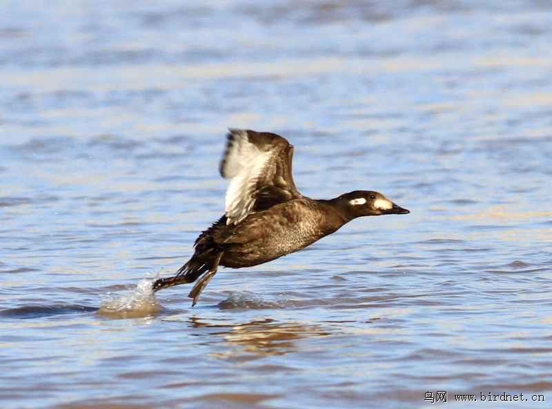 斑脸海番鸭在牡丹江中展翅飞翔