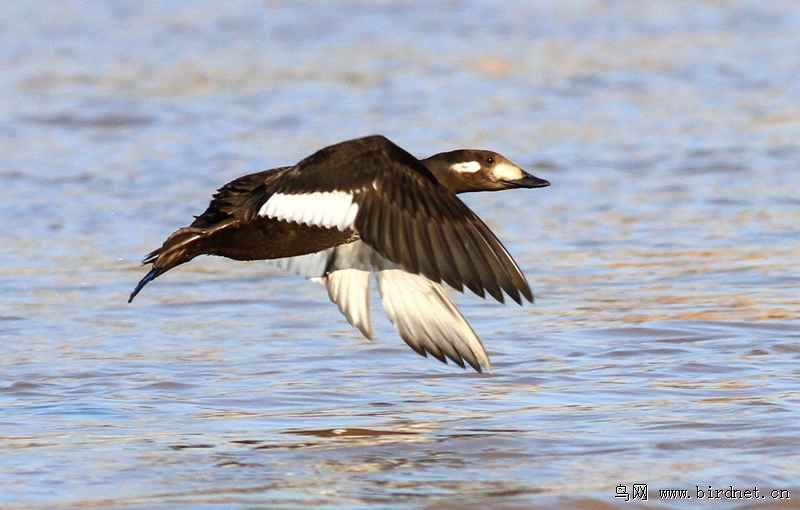 斑脸海番鸭在牡丹江中展翅飞翔