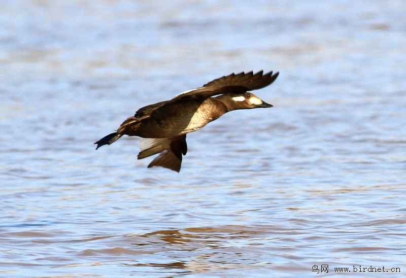 斑脸海番鸭在牡丹江中展翅飞翔