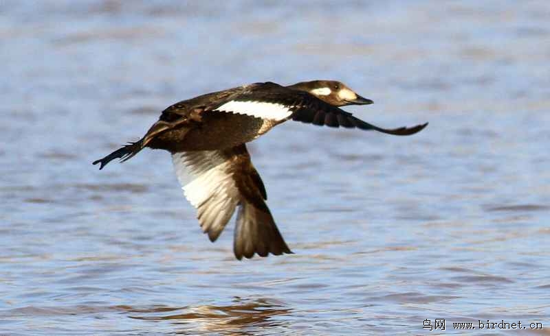 斑脸海番鸭在牡丹江中展翅飞翔