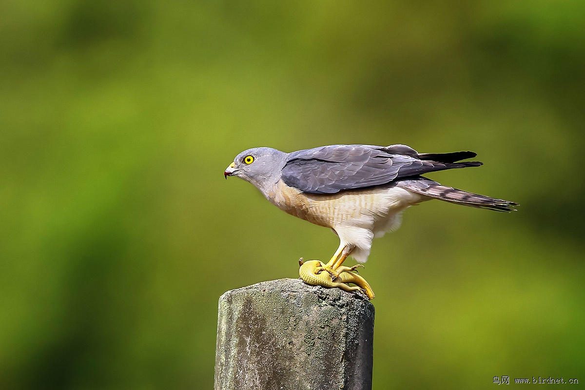赤腹鹰chinesesparrowhawk