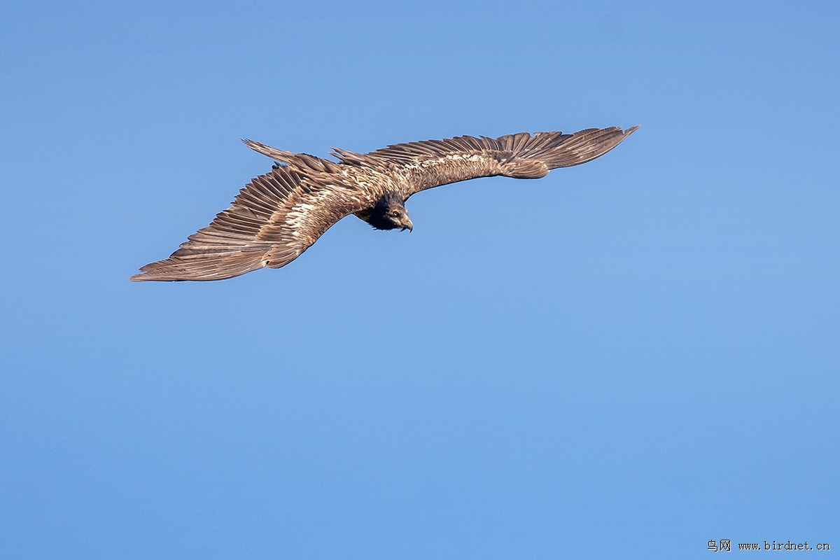 俯视胡兀鹫亚成鸟