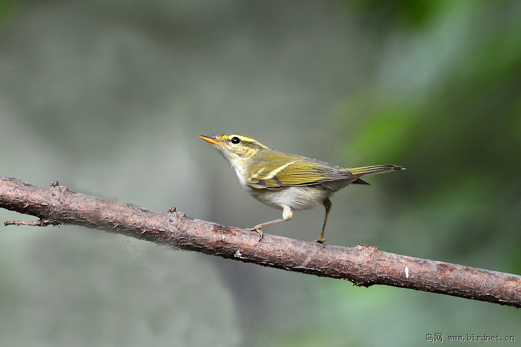 黄腰柳莺双斑绿枊莺黄眉柳莺