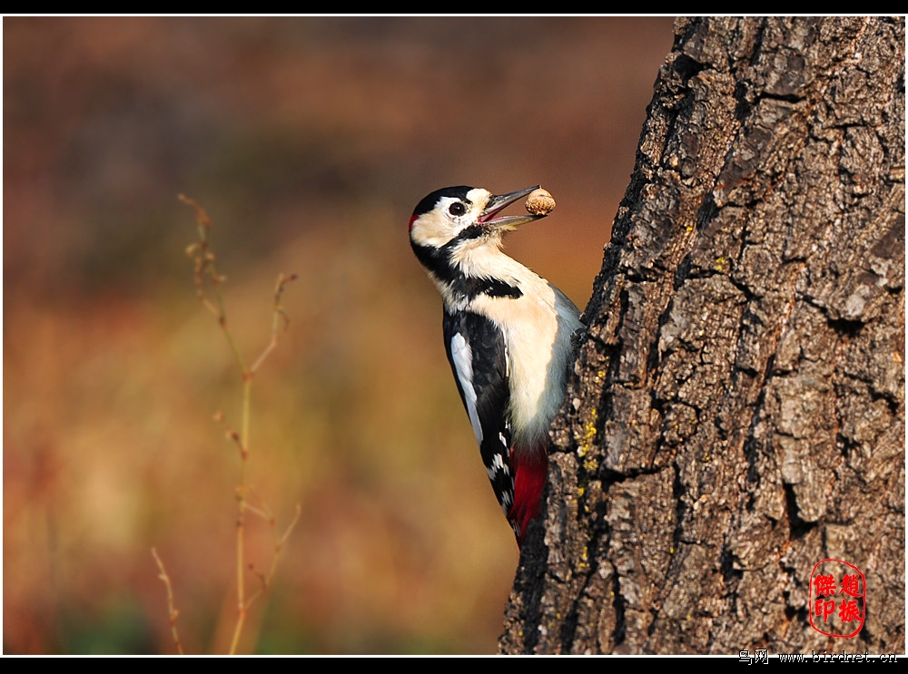 吃橡子的大班啄木鸟
