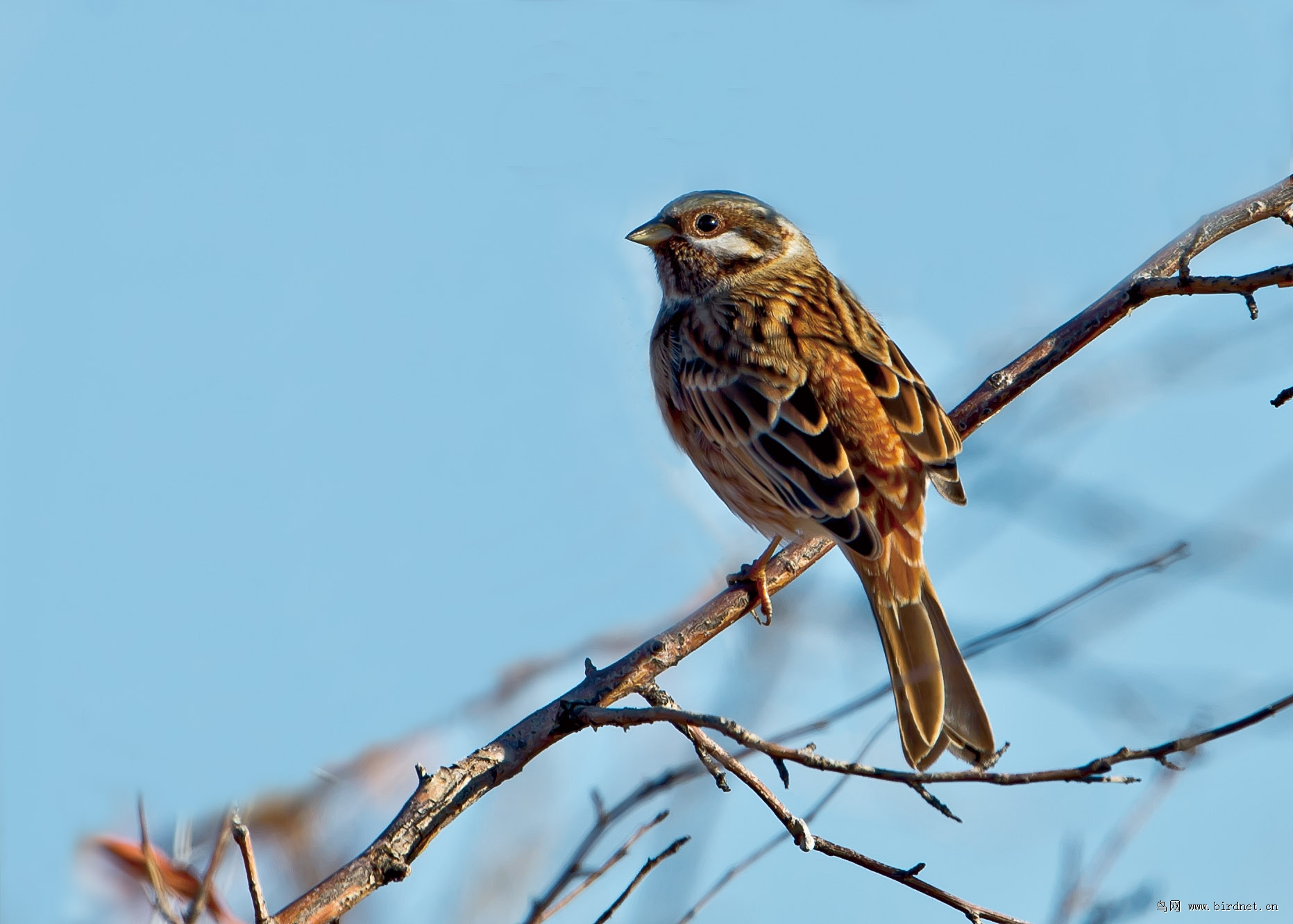 白头鹀---达里湖林鸟