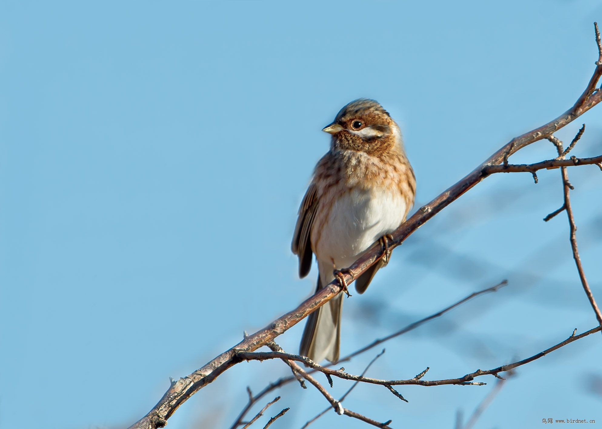 白头鹀达里湖林鸟