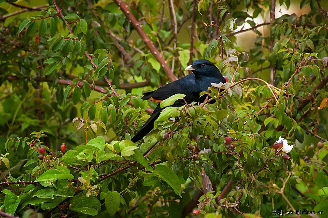 白嘴栗翅椋鸟 white-billed starling