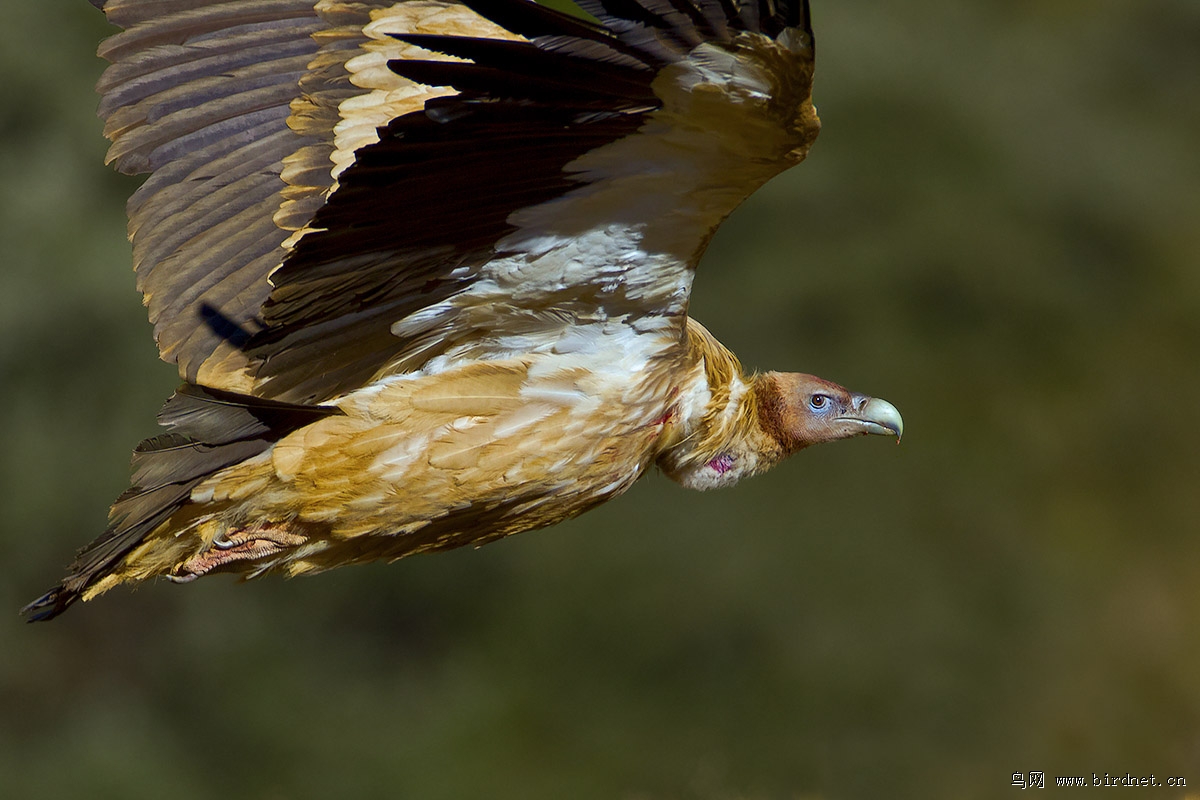 高山兀鹫!1200.800