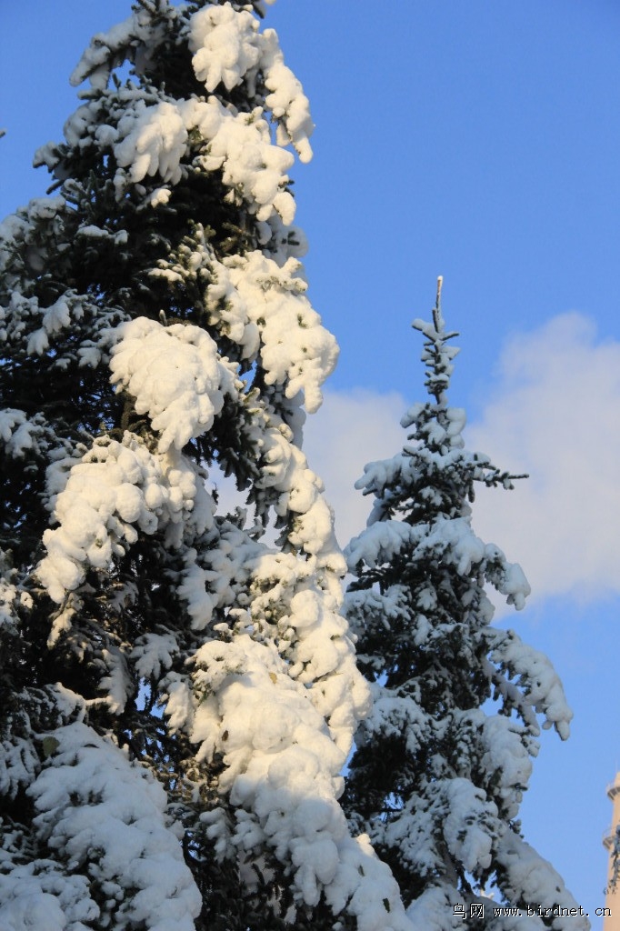 风雪中的松柏树图片图片