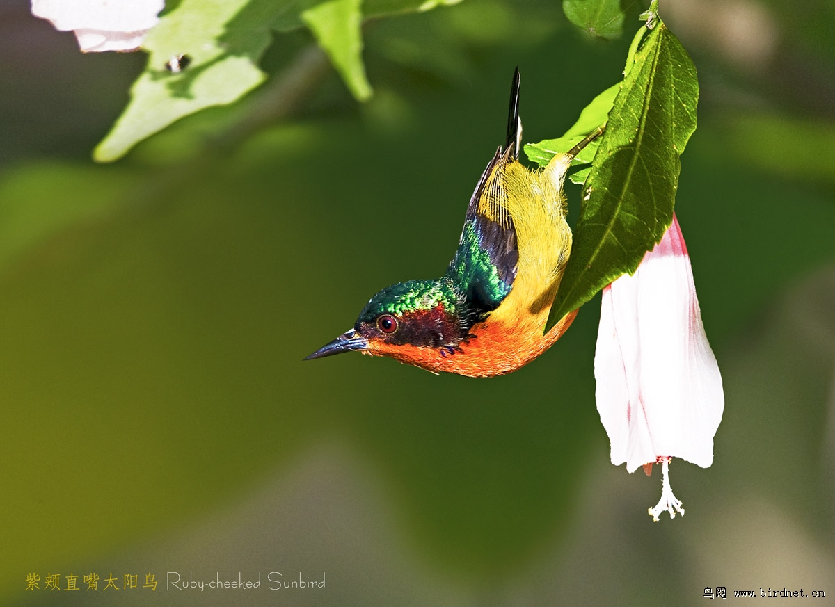 中国的八种太阳鸟