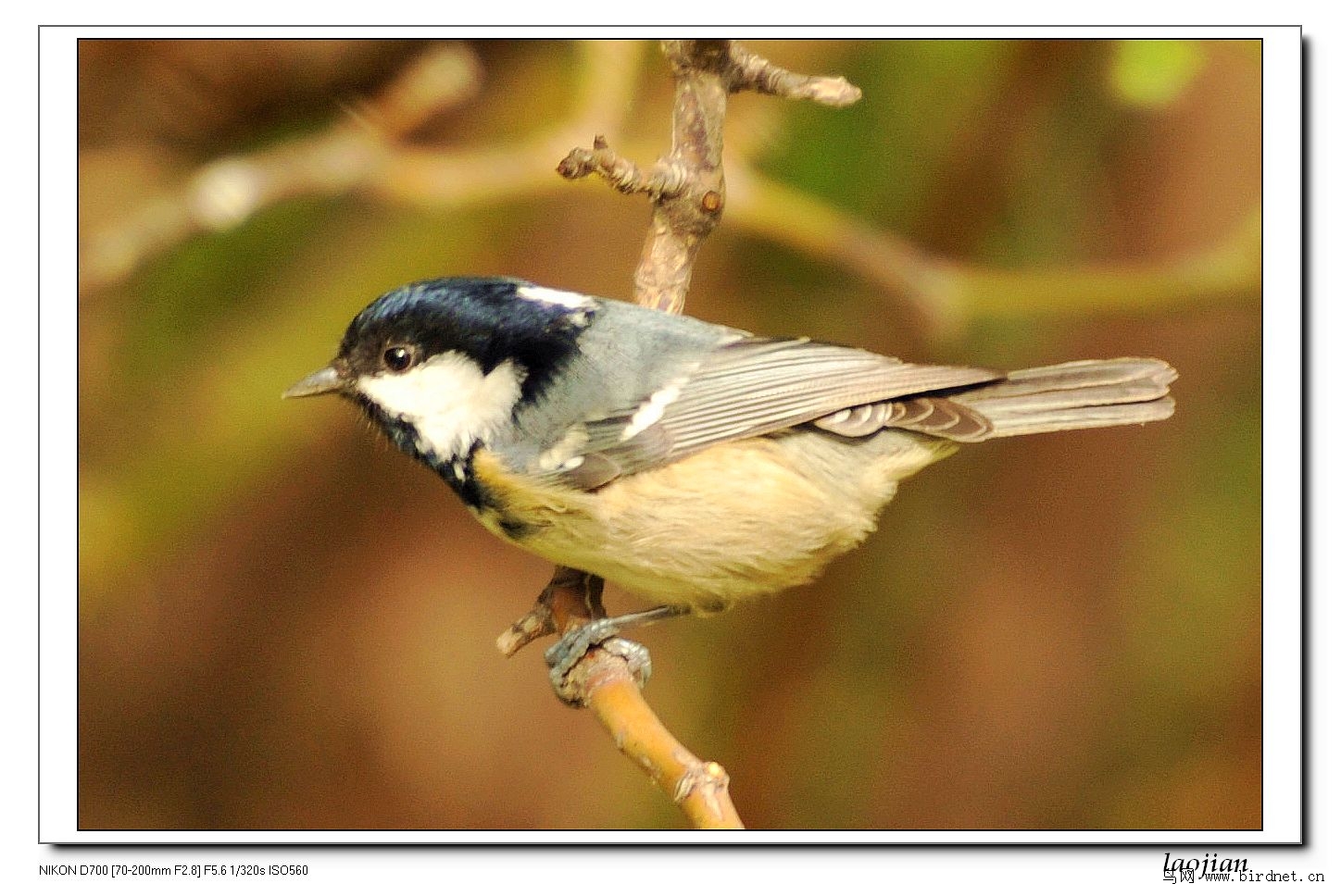 山雀简谱_银喉长尾山雀(3)