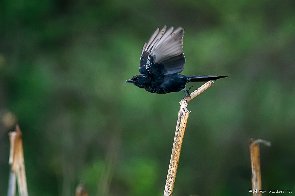 叉尾卷尾 fork-tailed drongo 海外版 overseas 鸟网