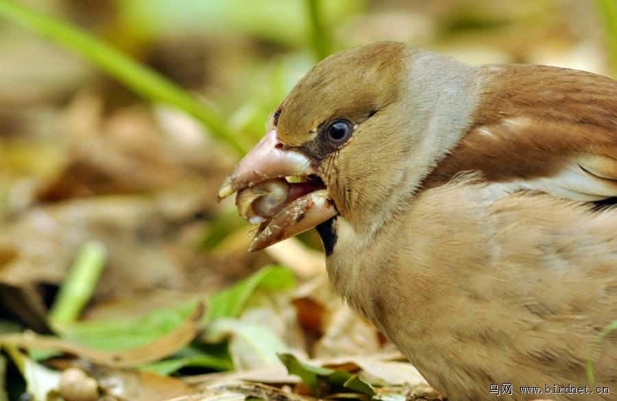 一组特写--锡嘴雀吃蜗牛