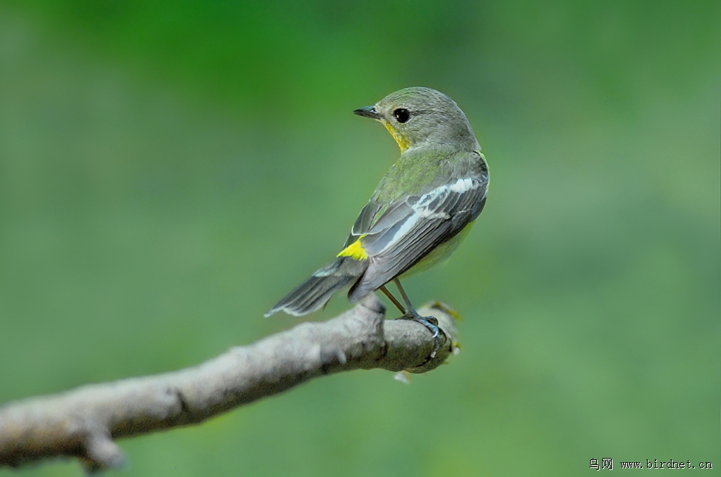 白眉姬鹟《雌》