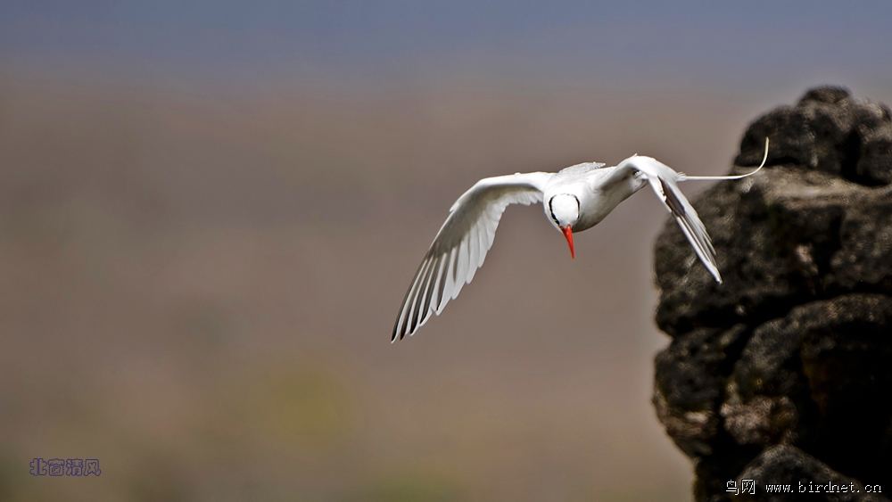 南美观鸟红嘴鹲