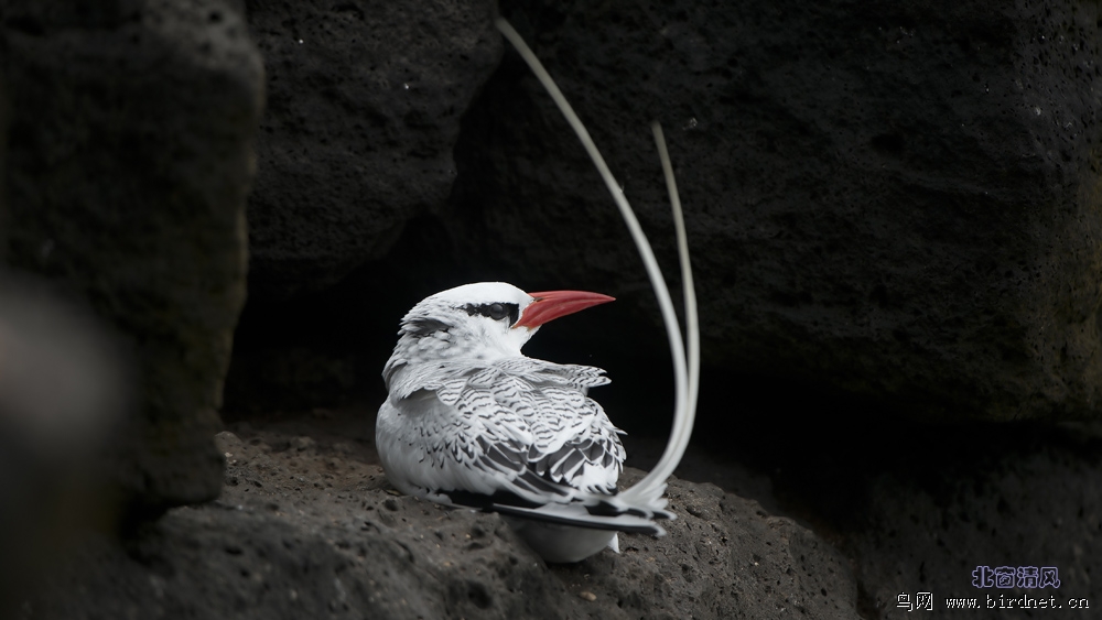 南美观鸟红嘴鹲