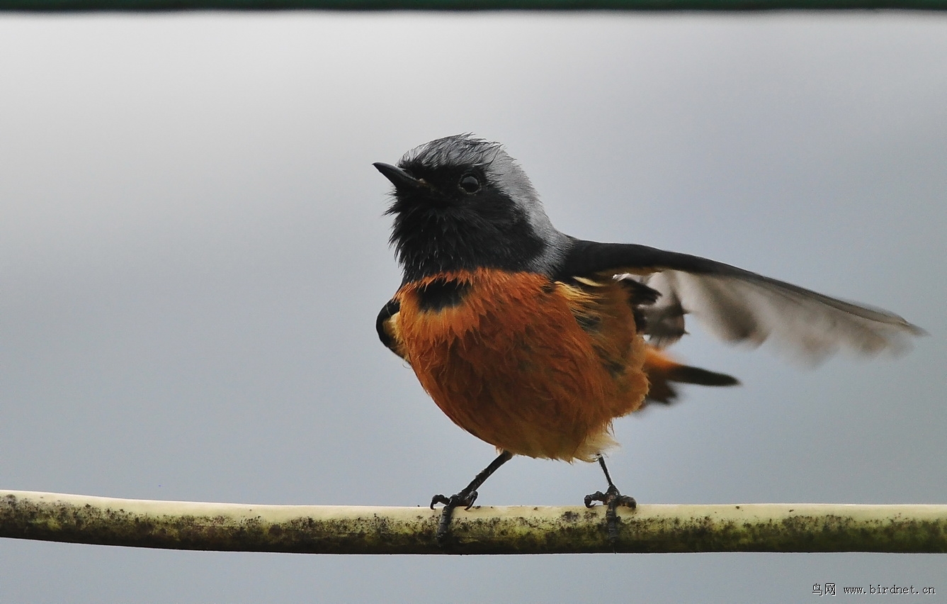 摇头摆尾北红尾