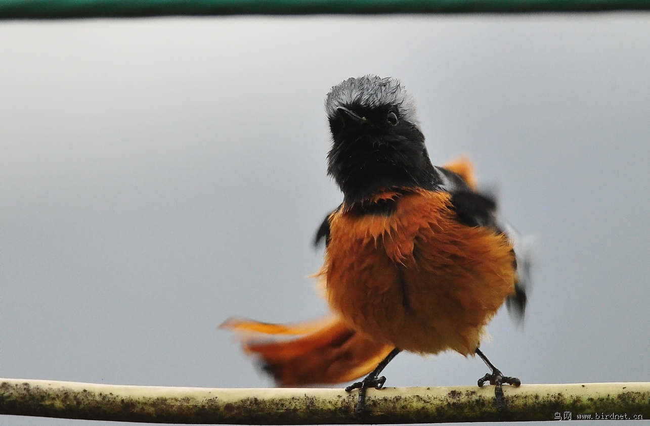 摇头摆尾北红尾