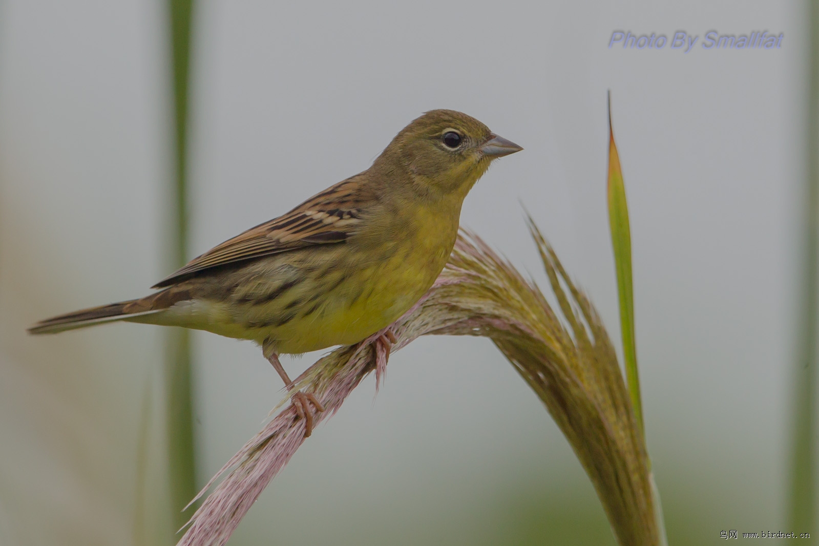 硫黄鹀硫黄鵐记录照