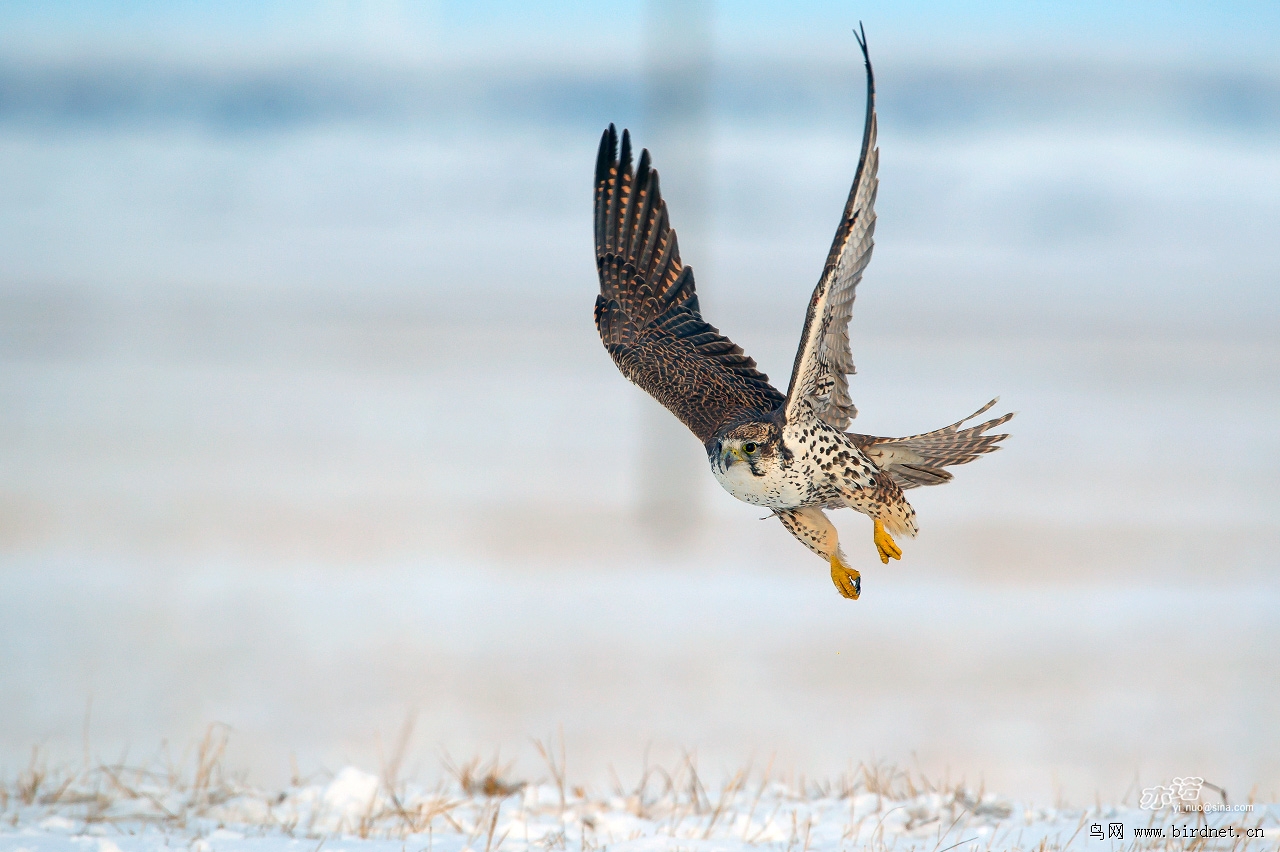 猎隼冰天雪地拍猎隼
