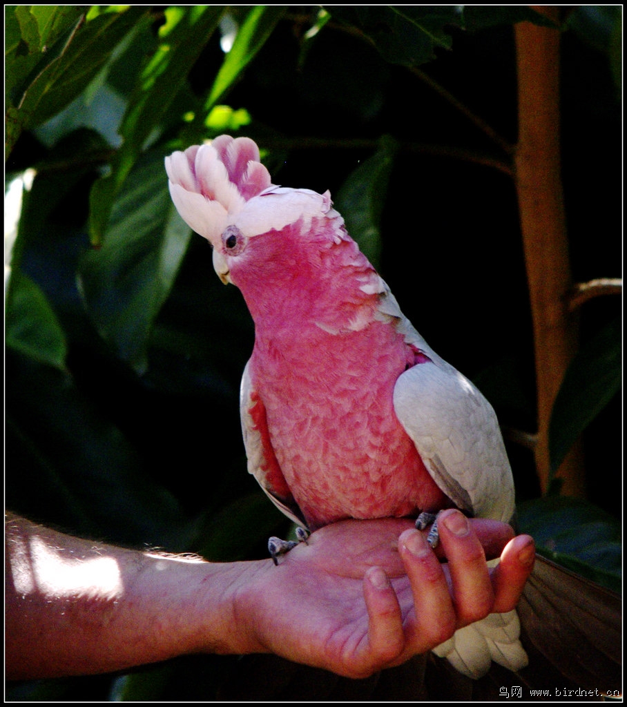 澳洲拍鸟(10)-粉红凤头鹦鹉- 澳洲随拍(10)