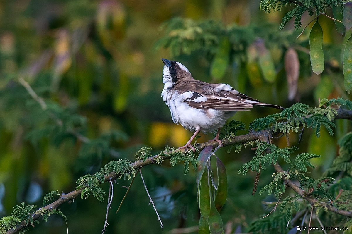 纹胸织雀 white-browed sparrow-weaver