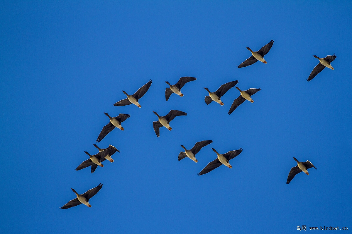 初冬雁阵