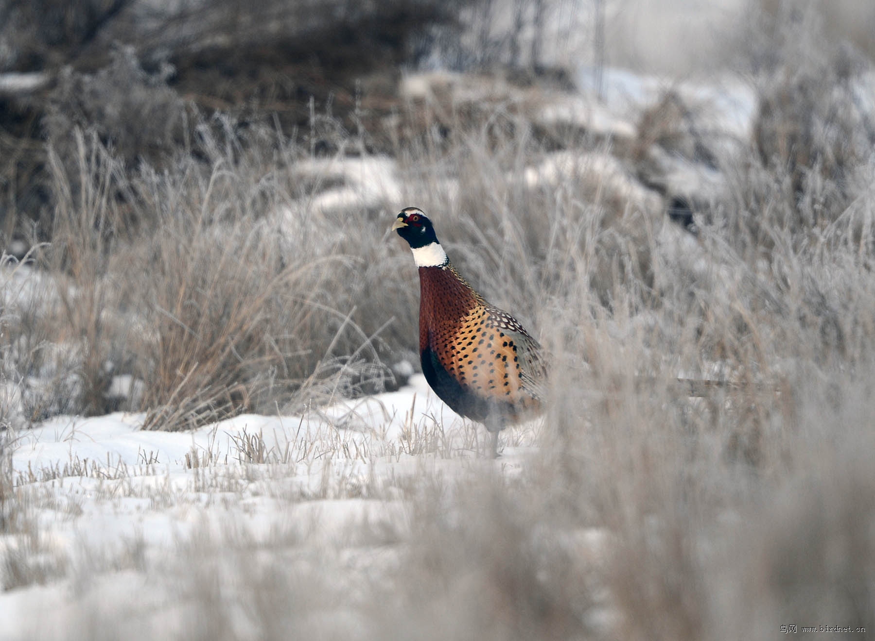 雪地里的环颈雉
