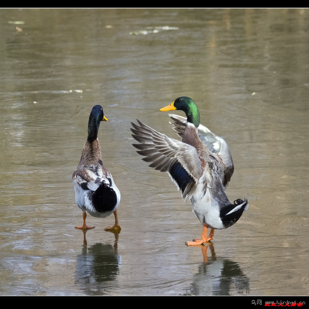 两只绿头鸭的故事