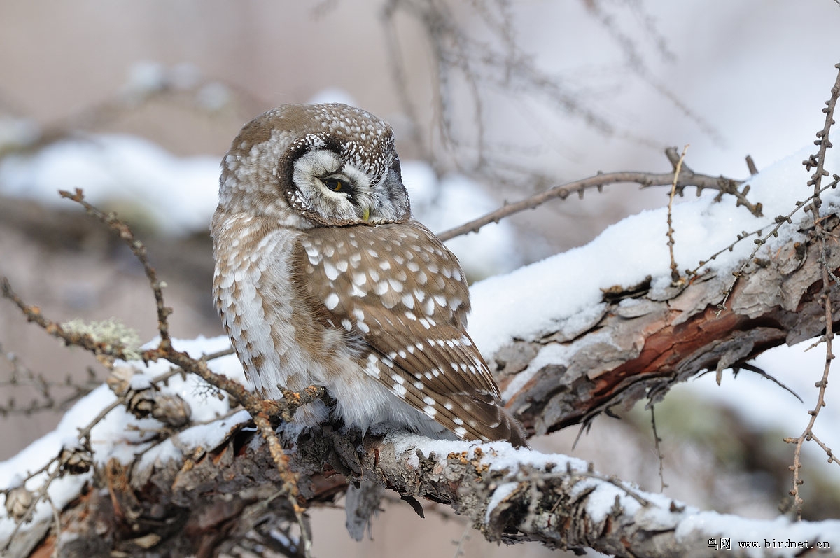 乌尔旗汗的鬼鸮亚种sibiricus