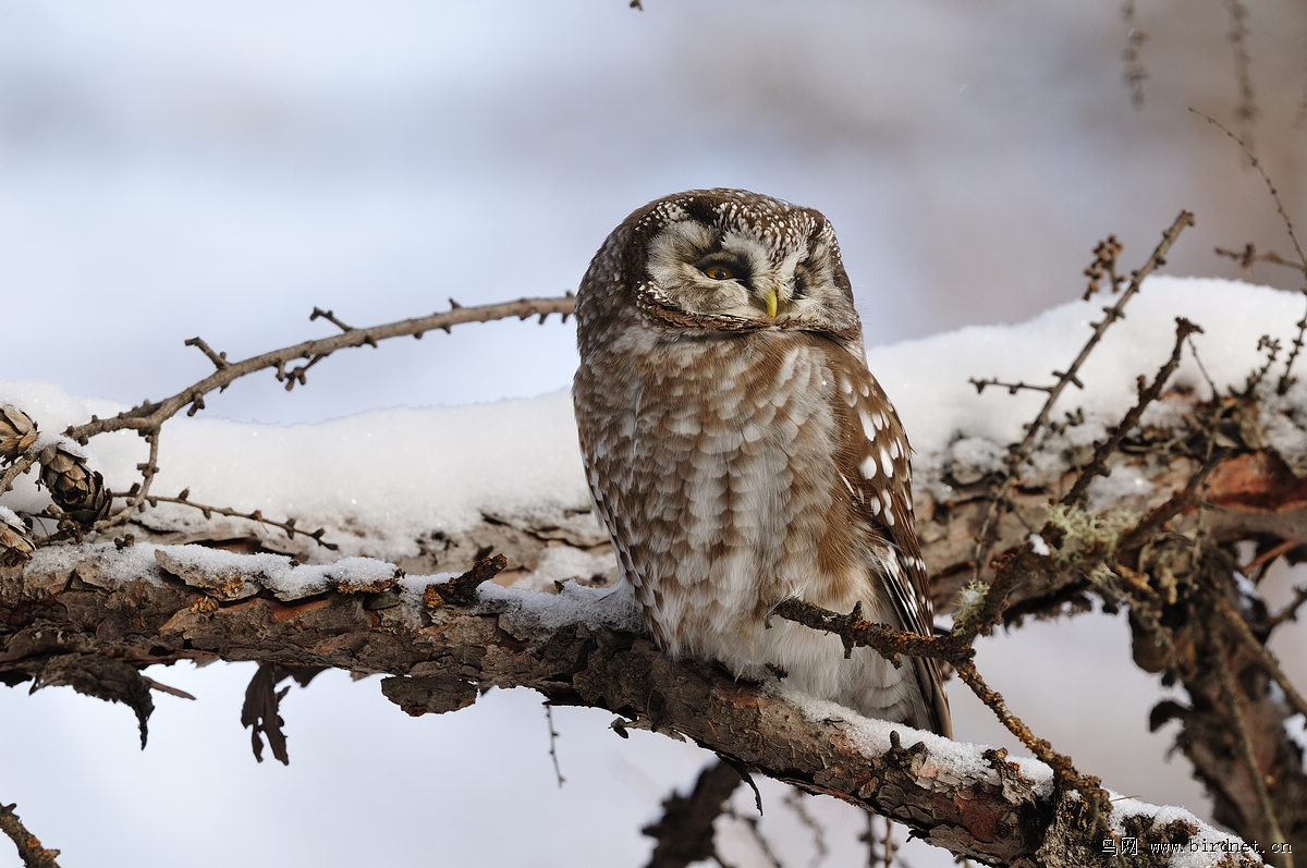 (猛鸮)乌尔旗汗的鬼鸮亚种sibiricus
