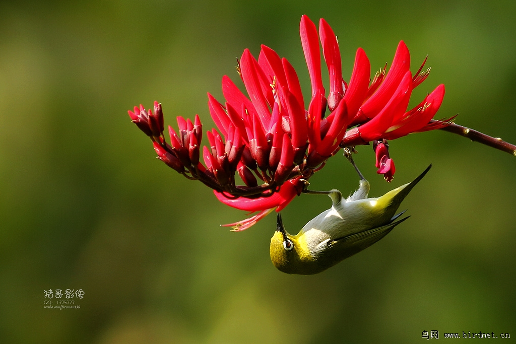 刺桐花上的绣眼