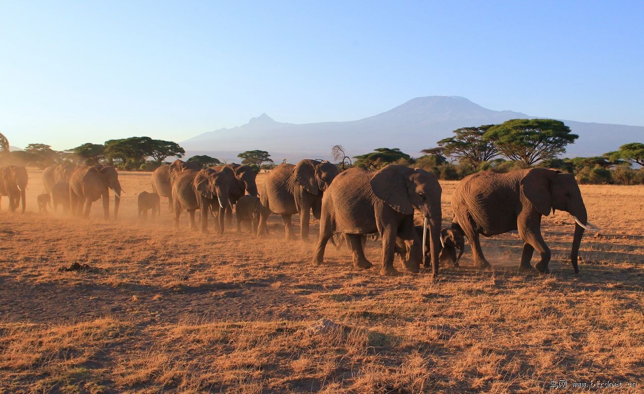 肯尼亚安博塞利国家公园日落日出的大象群