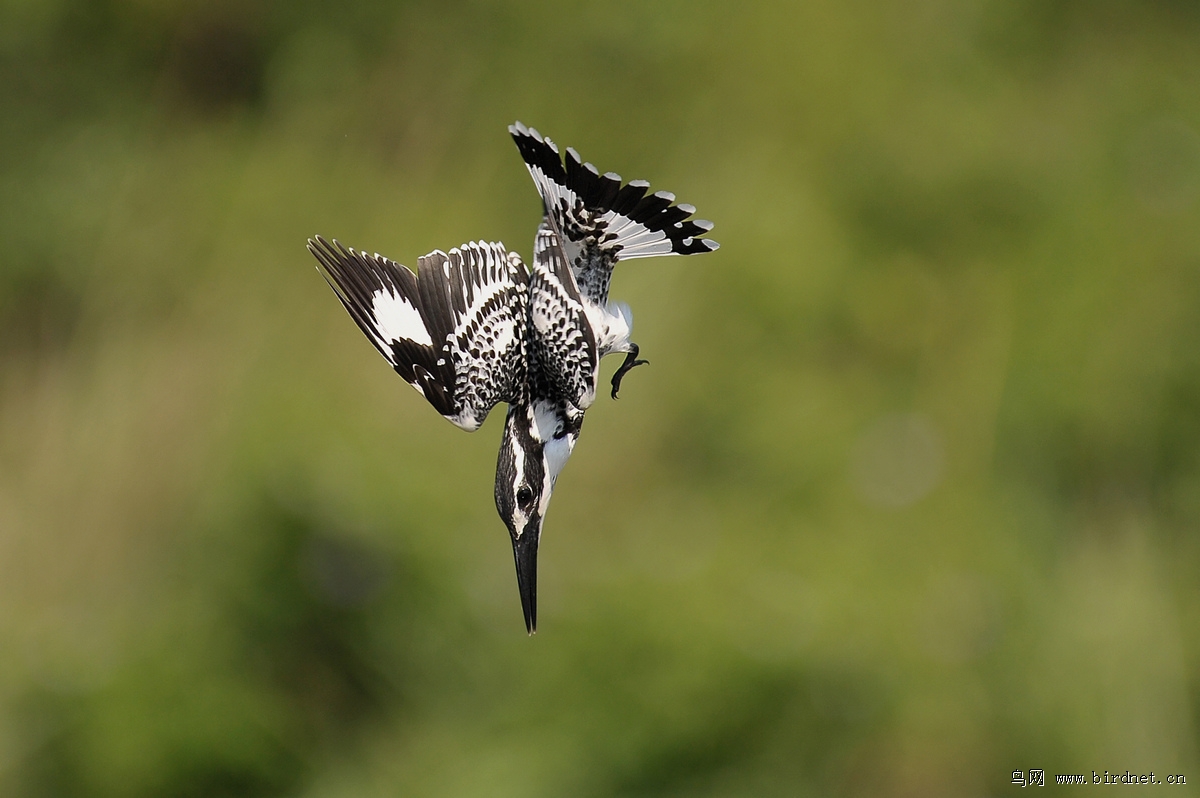 斑鱼狗的瞬间连续俯冲动作