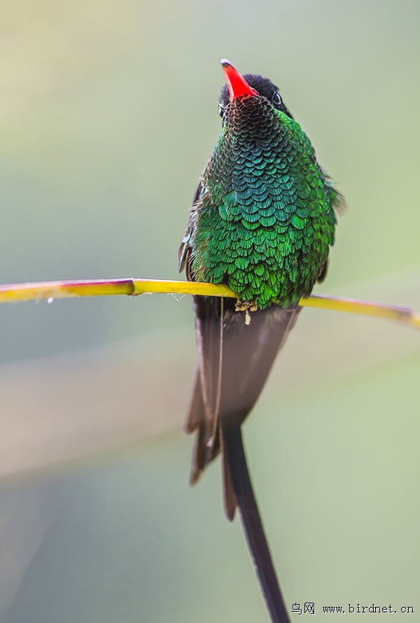 长尾蜂鸟牙买加的国鸟蜂鸟祝贺荣获首页鸟类精华