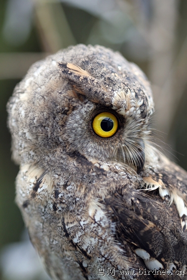 普通角鸮红角鸮俗称棒槌鸟猫头鹰
