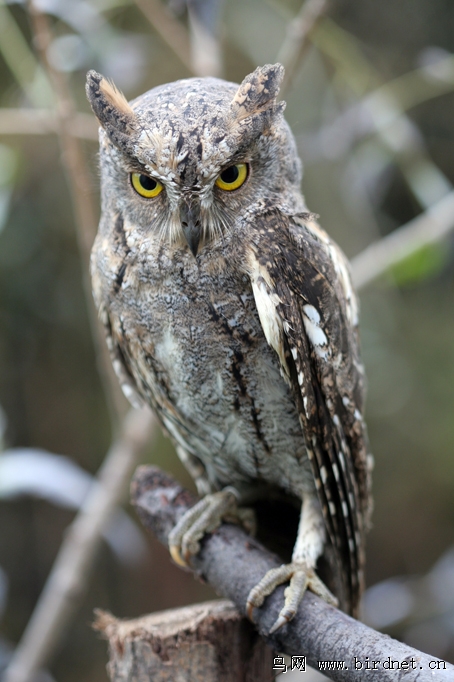 普通角鸮红角鸮俗称棒槌鸟猫头鹰