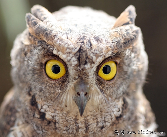 普通角鸮红角鸮俗称棒槌鸟猫头鹰