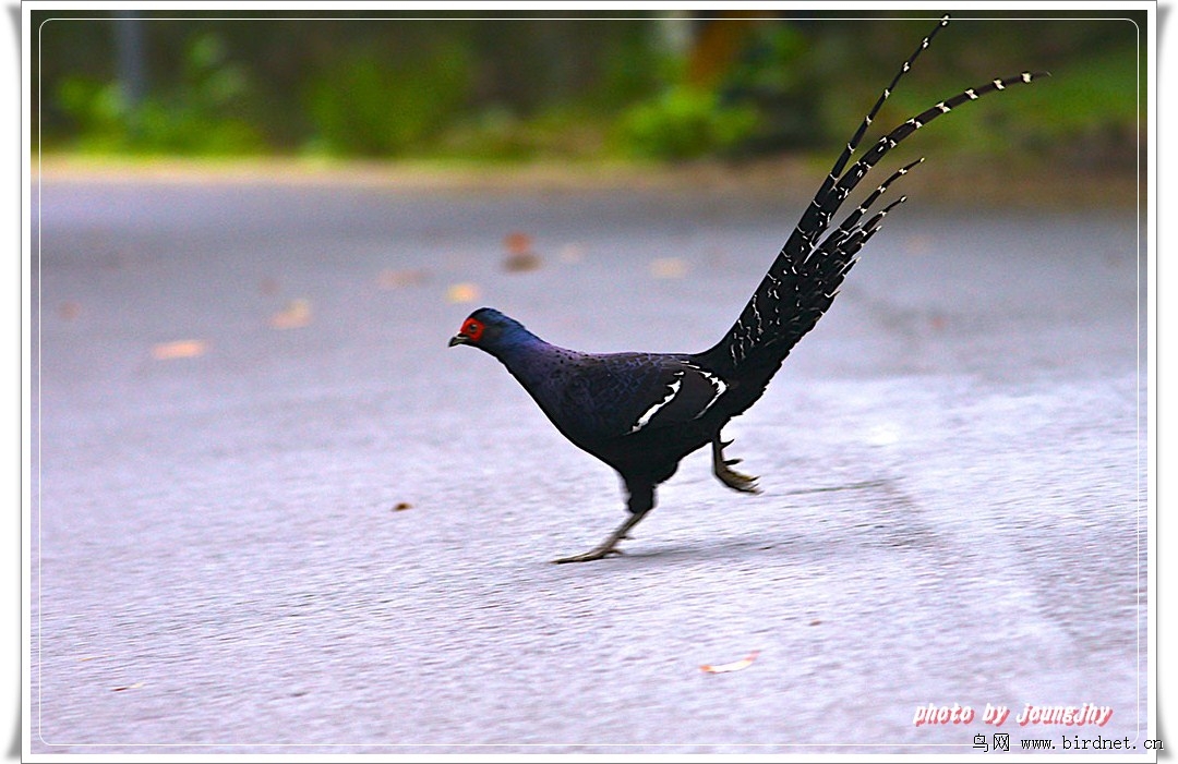 帝雉- 台湾版 taiwan 鸟网