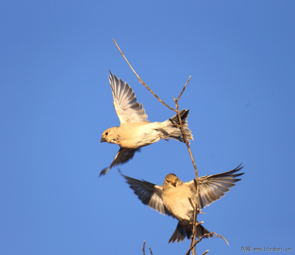 草原上的鸟双双飞