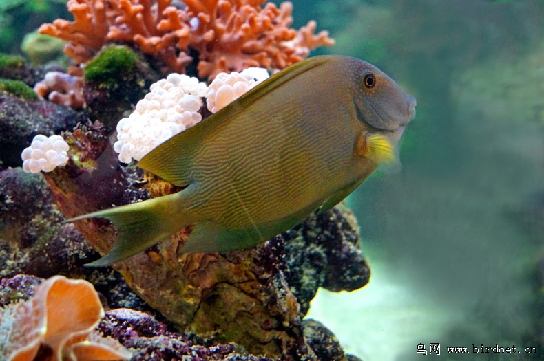 热带海洋珊瑚礁观赏鱼