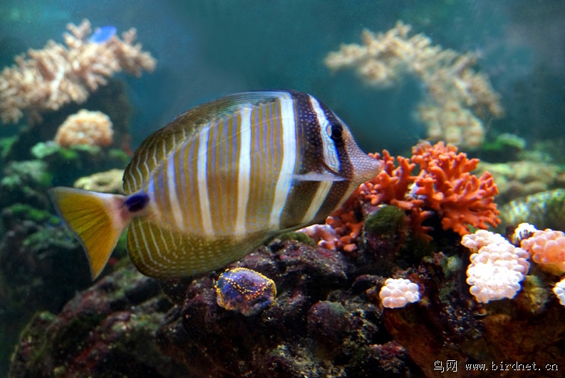 热带海洋珊瑚礁观赏鱼