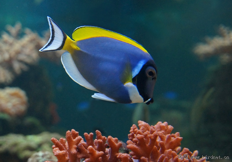 热带海洋珊瑚礁观赏鱼