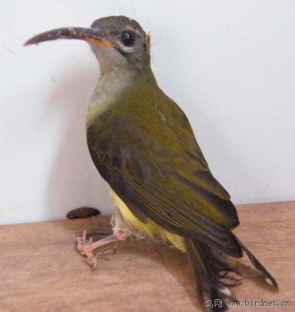 请问这个是什么鸟 刚飞房子了··· 地点 老挝北部