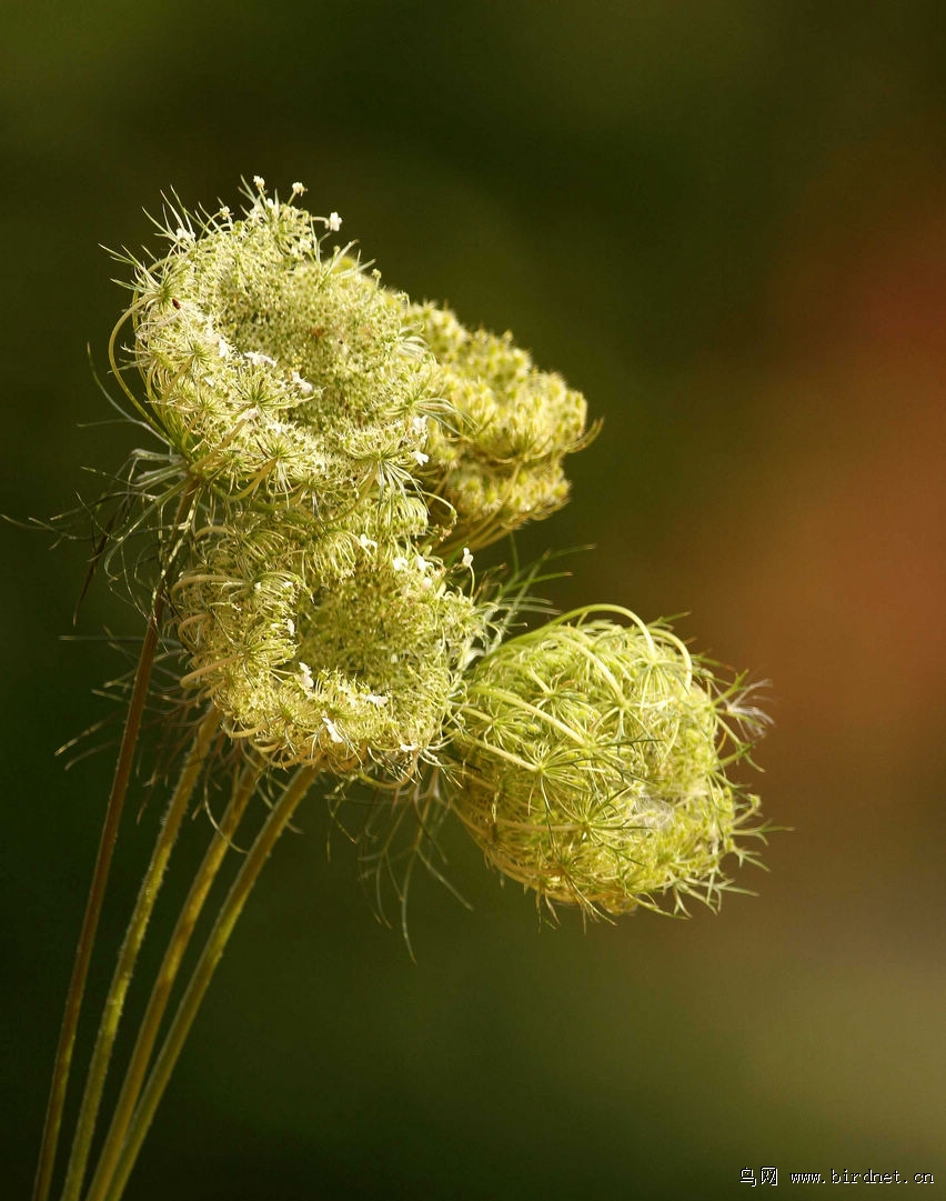 鸟巢花 - 地理风光版 鸟网