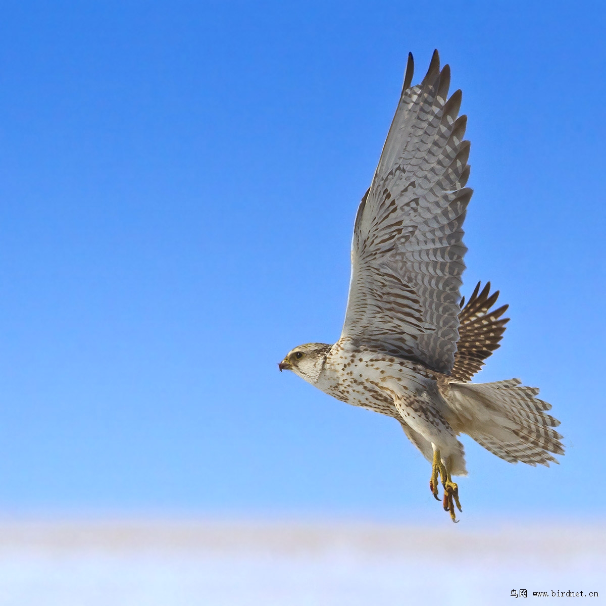 冰天雨地拍大隼.歌鸲.