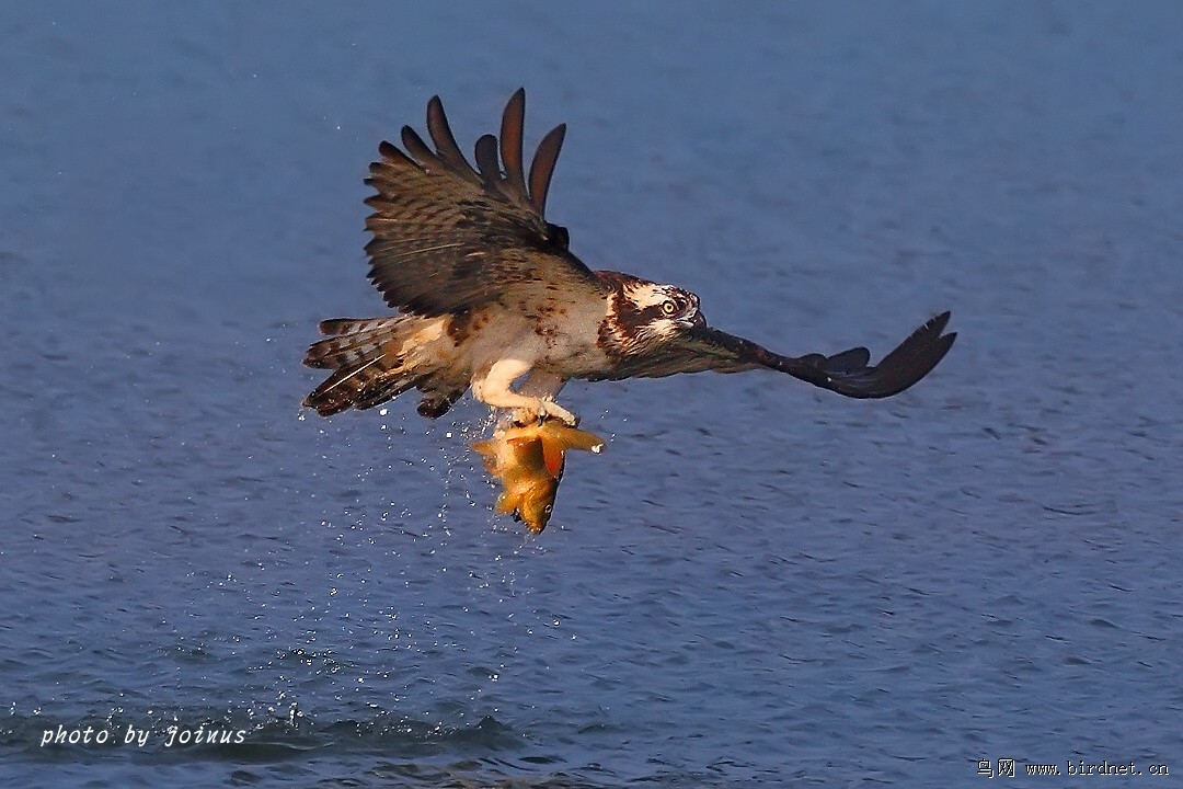 鱼鹰抓鱼连续动作 - 上海版 shanghai 鸟网