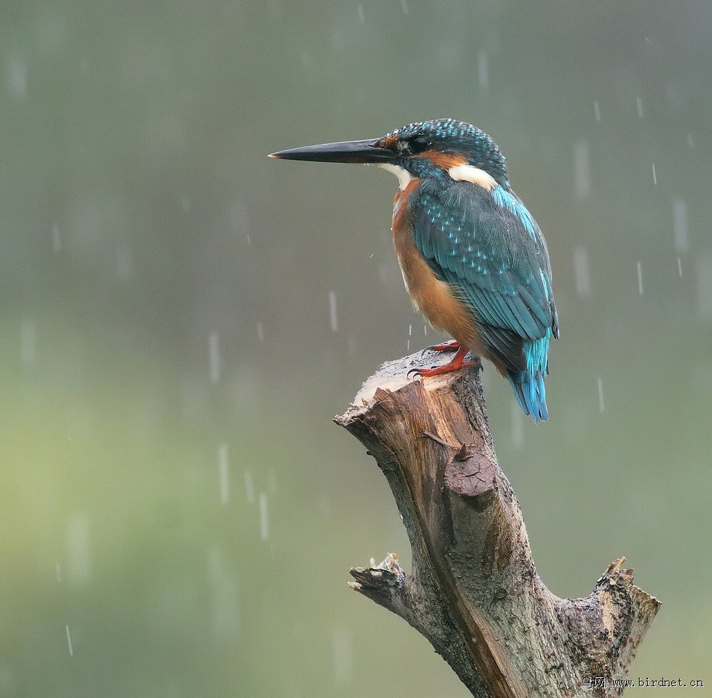 下雨中的翠鸟