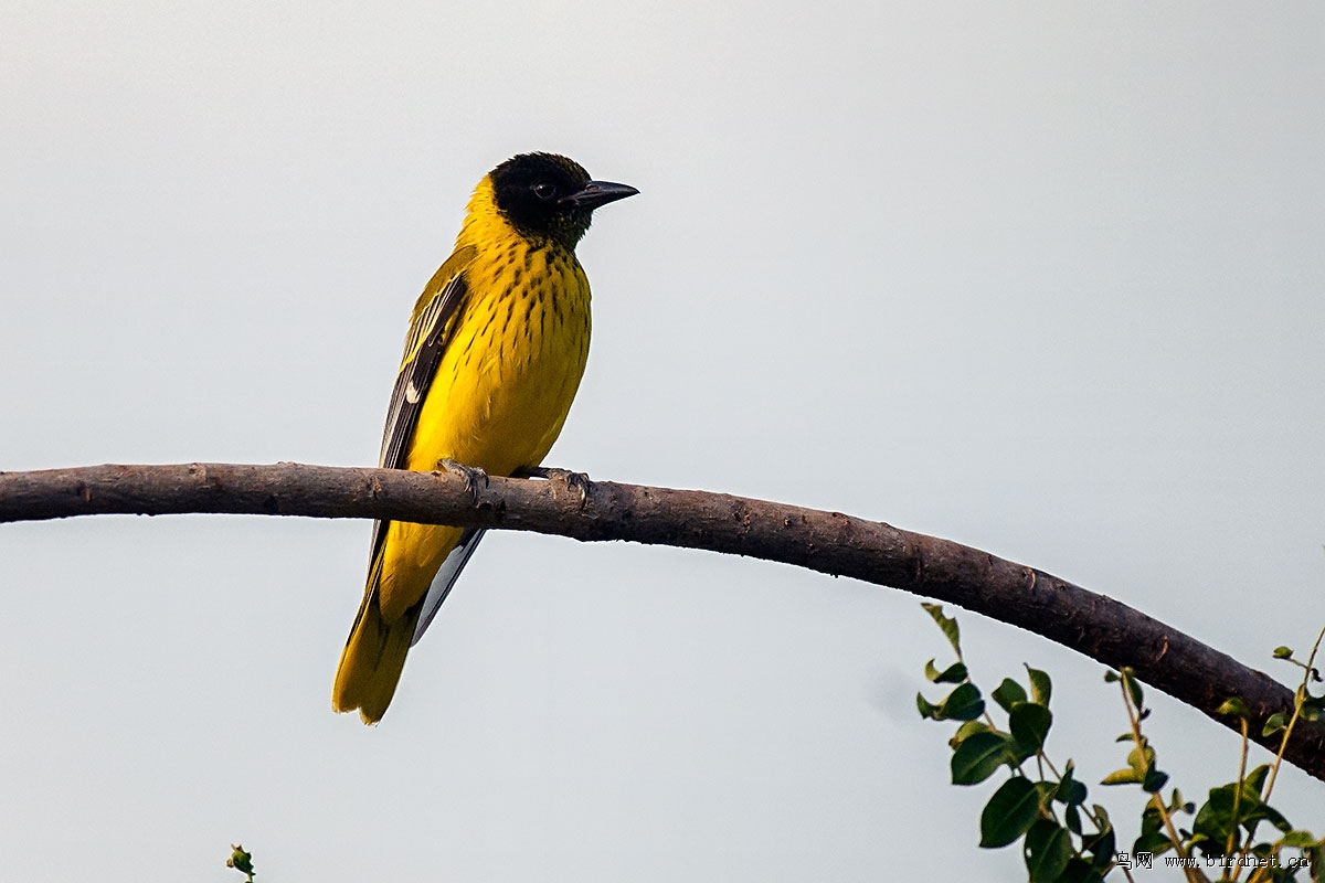 东非黑头黄鹂africanblackheadedoriole