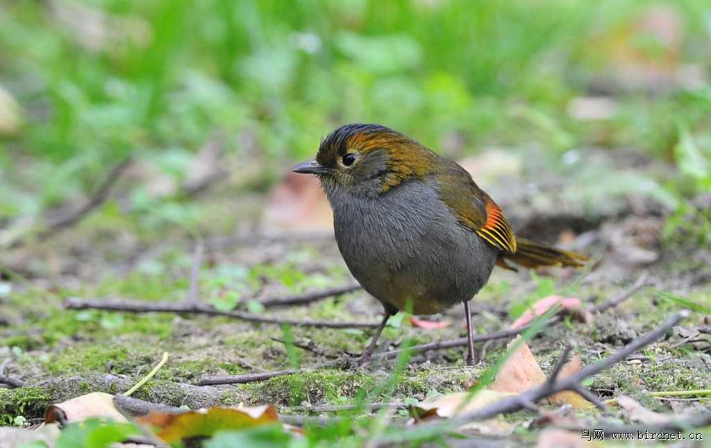 四川稀有鸟种-灰胸薮鹛